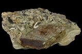 Dinosaur Bone Section In Rock - Texas #116810-1